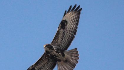 Common Buzzard