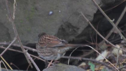 Dunnock