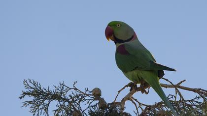 Alexandrine Parakeet