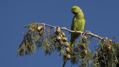 Rose-ringed Parakeet
