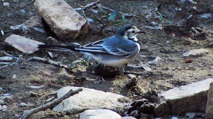 White Wagtail