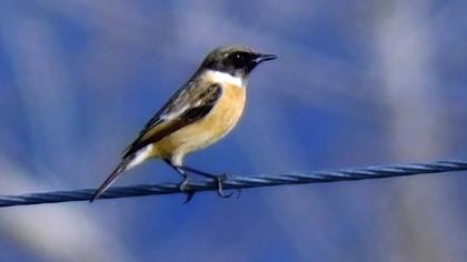 European Stonechat