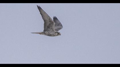 Saker Falcon