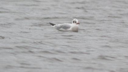 Black-headed Gull