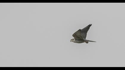 Saker Falcon