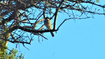 Eurasian Sparrowhawk