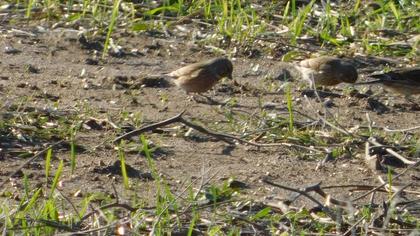 Common Linnet