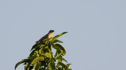 Yellow-throated Sparrow