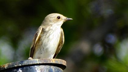 Spotted Flycatcher