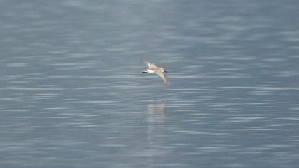 Dunlin
