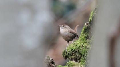 Eurasian Wren