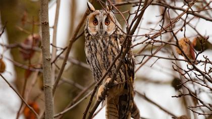 Long-eared Owl