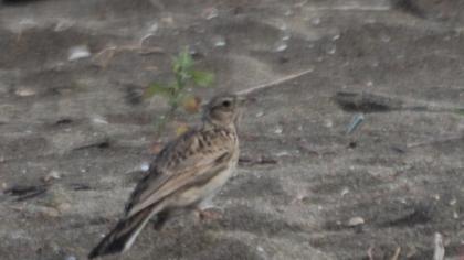 Eurasian Skylark