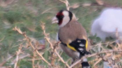 European Goldfinch