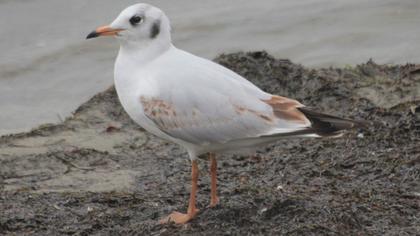 Black-headed Gull