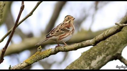 Rustic Bunting