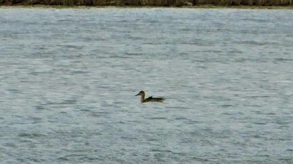 Northern Pintail