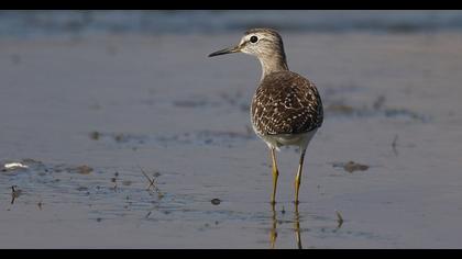Wood Sandpiper