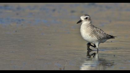 Grey Plover