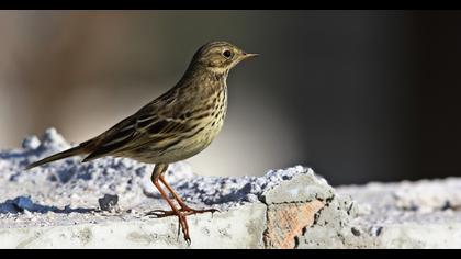 Meadow Pipit