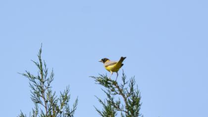 Black-headed Bunting