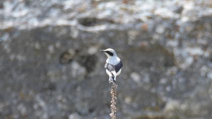 Northern Wheatear