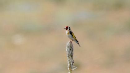 European Goldfinch