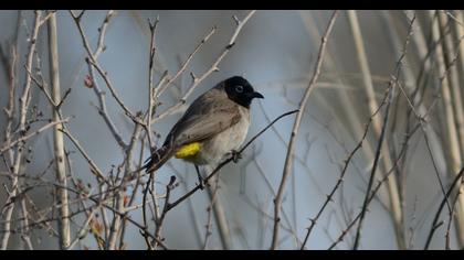 White-spectacled Bulbul