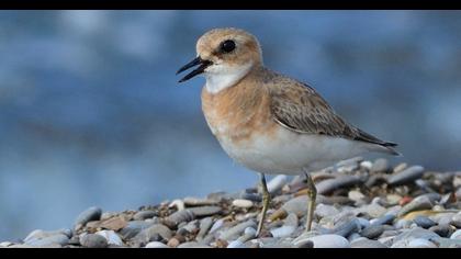 Greater Sand Plover