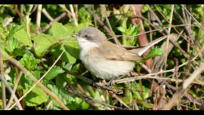 Lesser Whitethroat