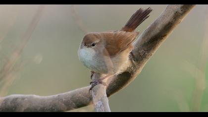 Cetti`s Warbler