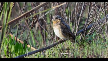 Eurasian Wryneck