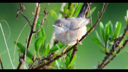 Subalpine Warbler
