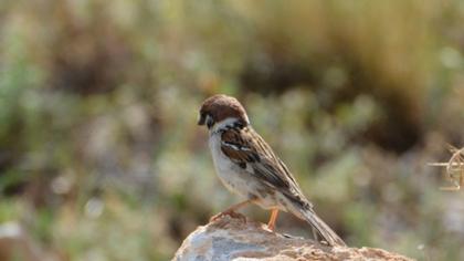 Eurasian Tree Sparrow