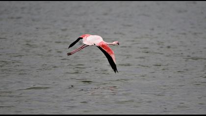 Greater Flamingo