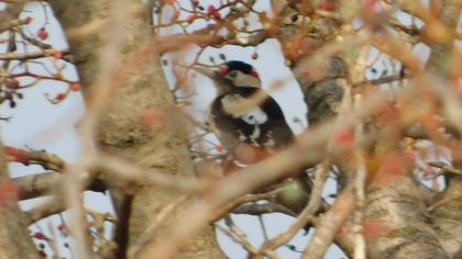 Syrian Woodpecker