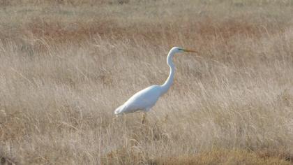 Great Egret
