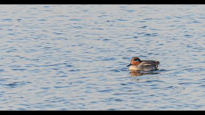 Eurasian Teal