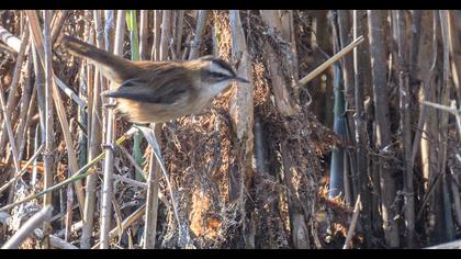 Moustached Warbler
