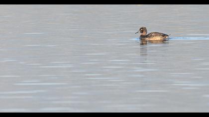 Tufted Duck