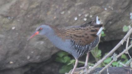 Water Rail