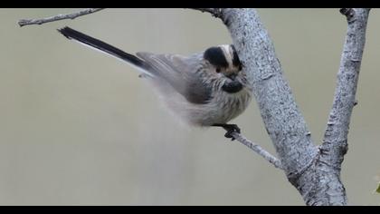 Long-tailed Tit
