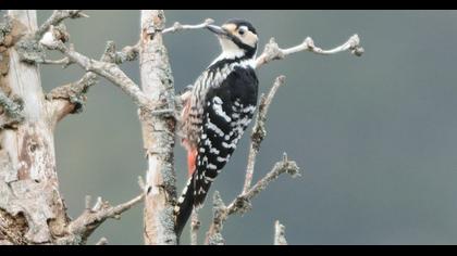 White-backed Woodpecker