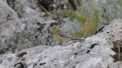 Cinereous Bunting