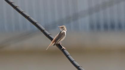 Rufous-tailed Scrub Robin