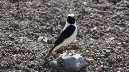 Black-eared Wheatear