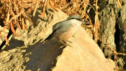 Western Rock Nuthatch