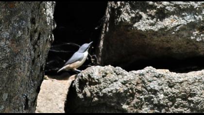 Western Rock Nuthatch