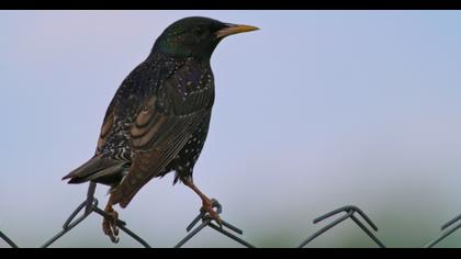 Common Starling
