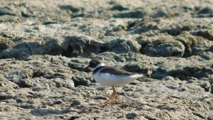 Common Ringed Plover